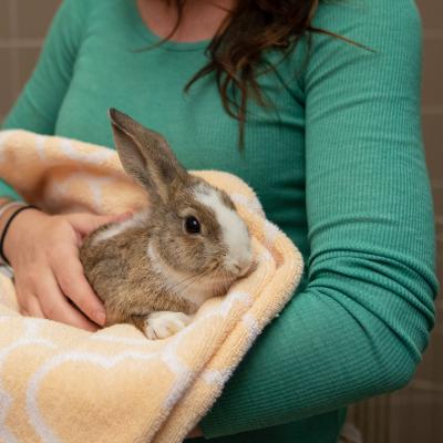 a woman cradles a rabbit in her arms