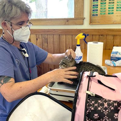 Dr. Sara white examining a kitten at a clinic.