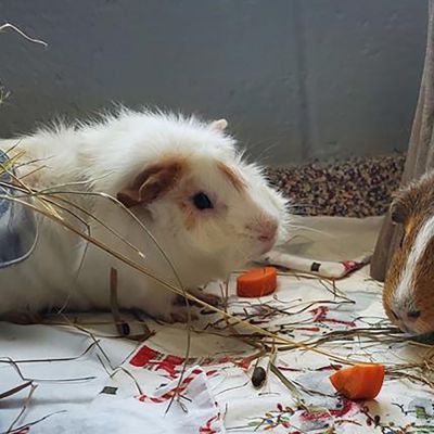Two guinea pigs eating treats.
