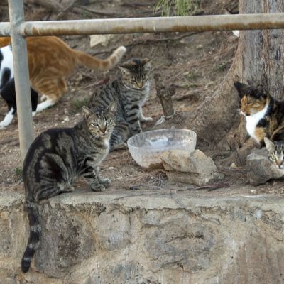 Photo of community cats congregating outside a water bowl.