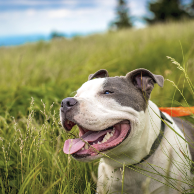 a happy dog in a field of tall grass