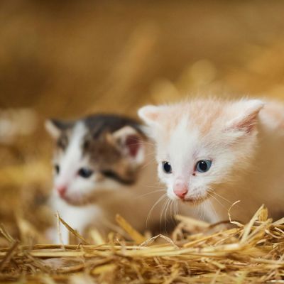 two young kittens in straw