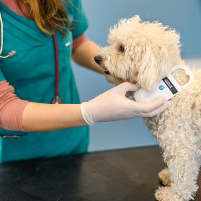 a vet scanning a dog for a microchip