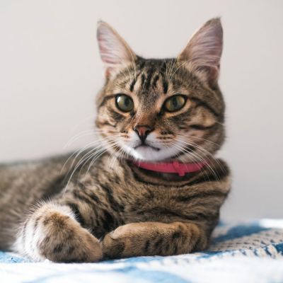 a tabby cat sitting on a blanket