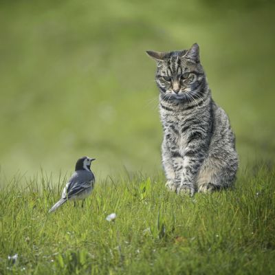 small wagtail bird sitting in front of tabby cat in a green lawn