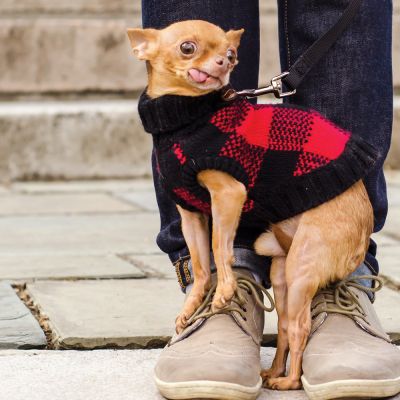 a small dog standing on a man's feet