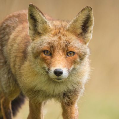 a coyote in dry bush