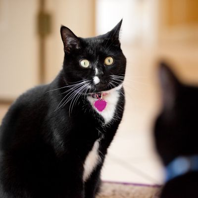 A black cat stares down another black cat.