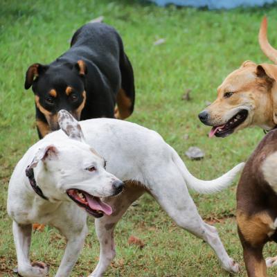 a group of dogs playing together