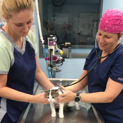 two veterinarians examine a cat