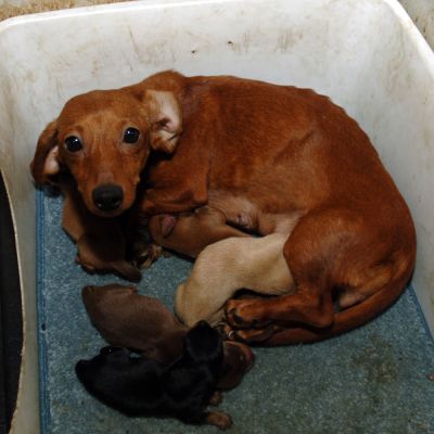 Photo of a mother dog and her pups in a dirty cage in a puppy mill.