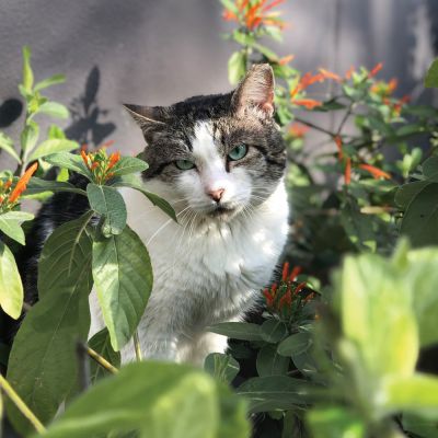 a cat sitting in a garden