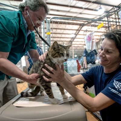 a vet examines a cat while a woman comforts it