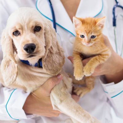 a doctor holding a dog and kitten