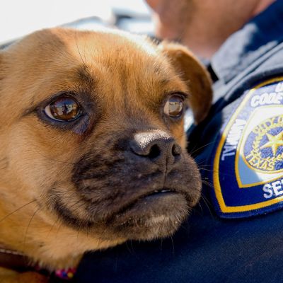 Dallas area law enforcement officer holds puppy outside shelter