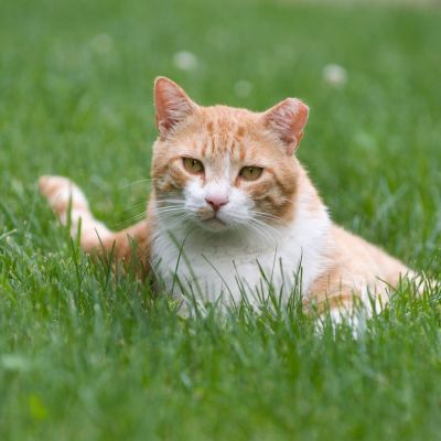 an orange ear-tipped cat lying in the grass