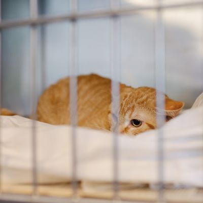 a cat crouching in a kennel