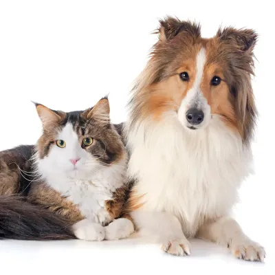 Tabby and white cat and long-haired dog posed together against a white background in a professional studio portrait style.