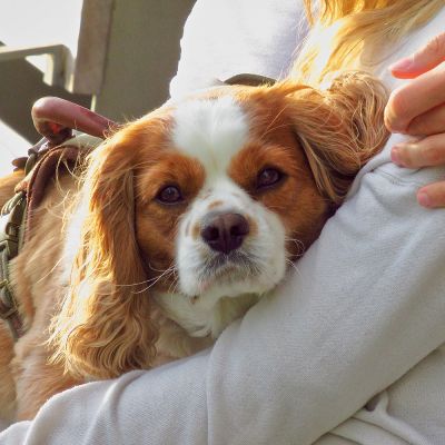 closeup of a dog sitting on a woman's lap