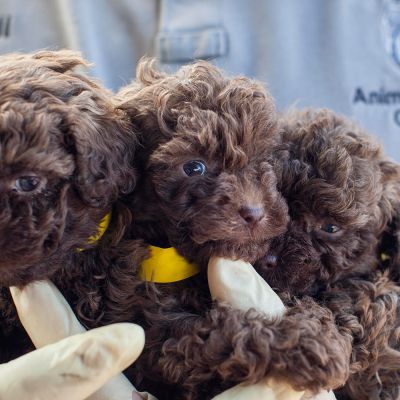 three brown doodle type puppies 