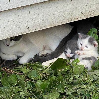Una gata feral y sus crías yacían bajo una estructura