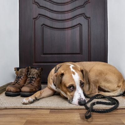 a dog lying in front of an apartment door