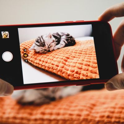 a person using their phone to photograph a sleeping kitten