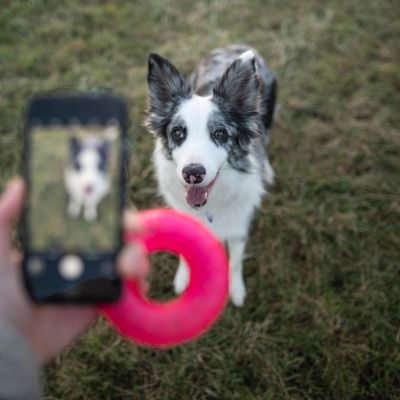 a person recording a dog on their phone
