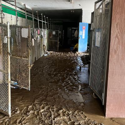 interior of an animal shelter with empty kennels and a flooded muddy floor