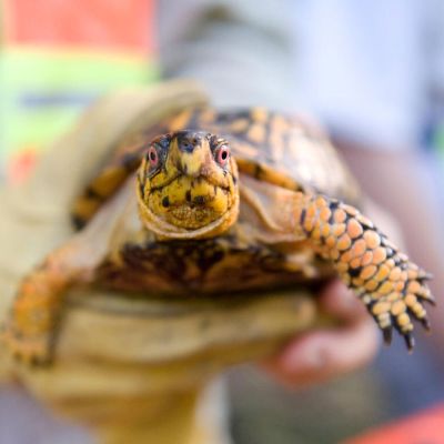 person holding a turtle