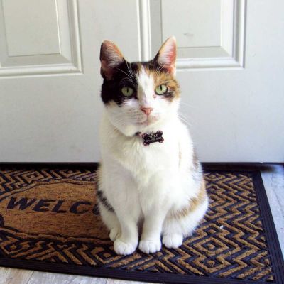 a cat sitting on a welcome mat in front of a door