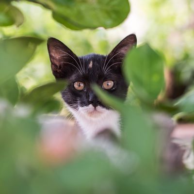Black and white cat hiding in a shrub 