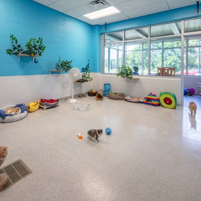 cats playing and lounging in a large room with cat beds and toys