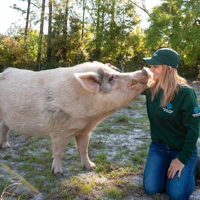 a woman nose to snout with a large pig