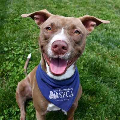 a happy dog wearing a spca bandana