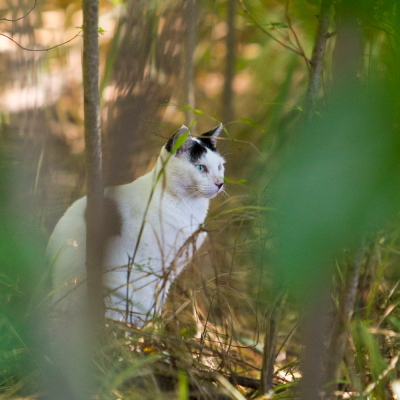 cat in woods