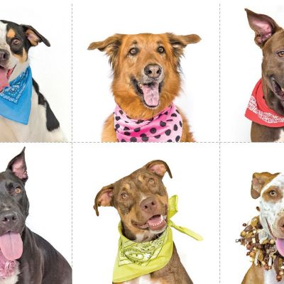 a group of six mixed breed dogs wearing colorful collars and bandanas