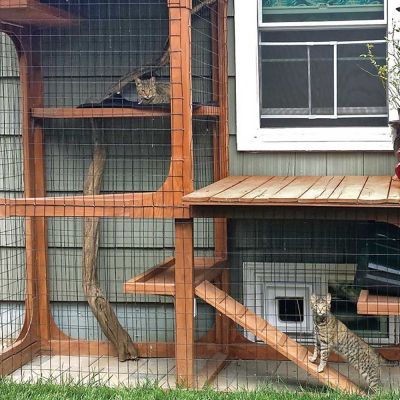 Outdoor “catios” provide cats with the stimulation of the great outdoors, while keeping birds and other wildlife out of reach