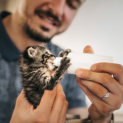 Man feeding newborn kitten a bottle of milk.