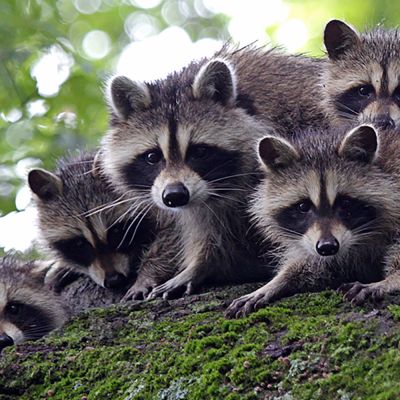 Raccoons