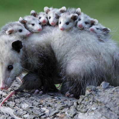 Mother opossum with babies on her back