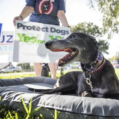 Black dog resting on a mat during an outdoor dog protection advocacy event, with a person holding a protest sign that reads "Protect Dogs" in background.