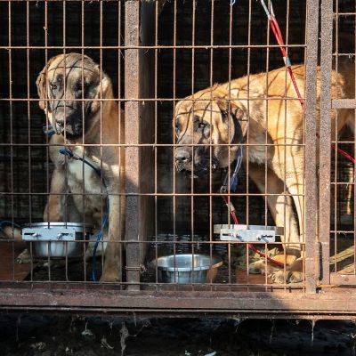 Two dogs in a cage on a South Korean dog meat farm