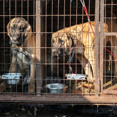 dos perros en una antigua granja
