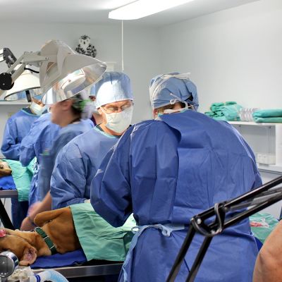 Vets perform surgery on a dog in a wet lab