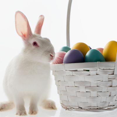 White rabbit sitting next to an Easter basket