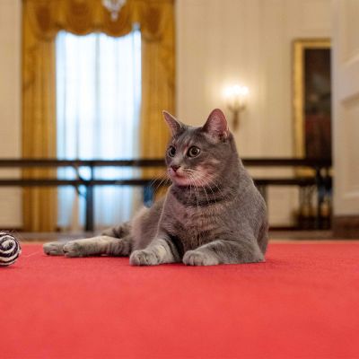 Willow, President Biden's cat relaxes on the carpet with a toy ball.