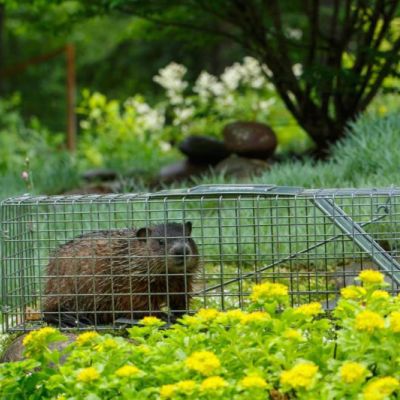 a groundhog in a humane trap