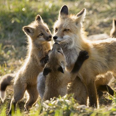 a mother fox surrounded by her kits