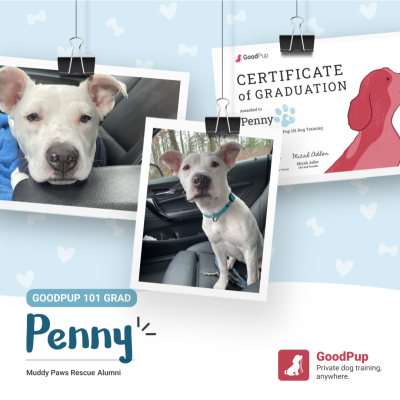 collage of photos of a dog and certificate of completion